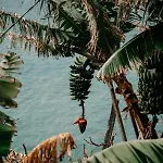 Atlantic View Penthouse Funchal (Madeira)