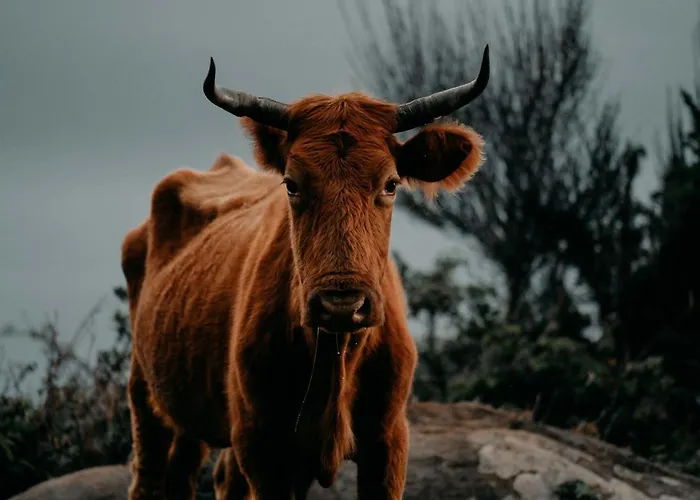 Atlantic View Penthouse Appartement *